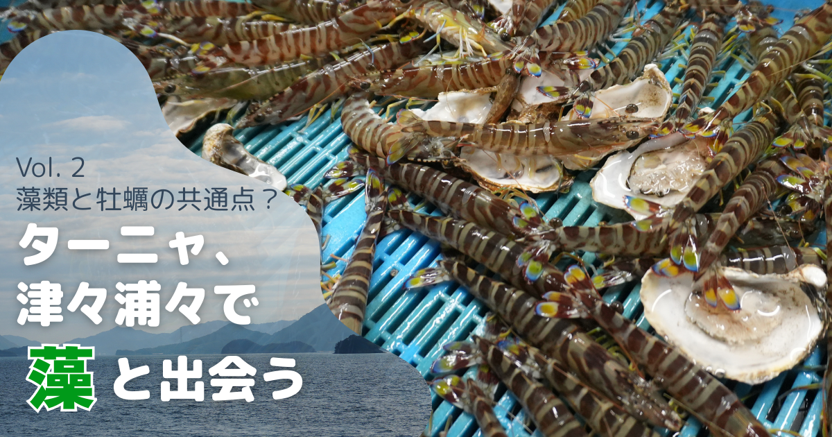 ターニャ、津々浦々で藻と出会う Vol.2 広島県大崎上島編 DAY2